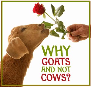 Why Goats and not Cows